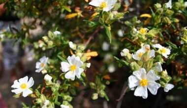 Des fleurs "Montpellier" à découvrir en conférence