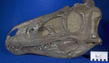 ses ados étaient en fait des adultes d’une autre espèce