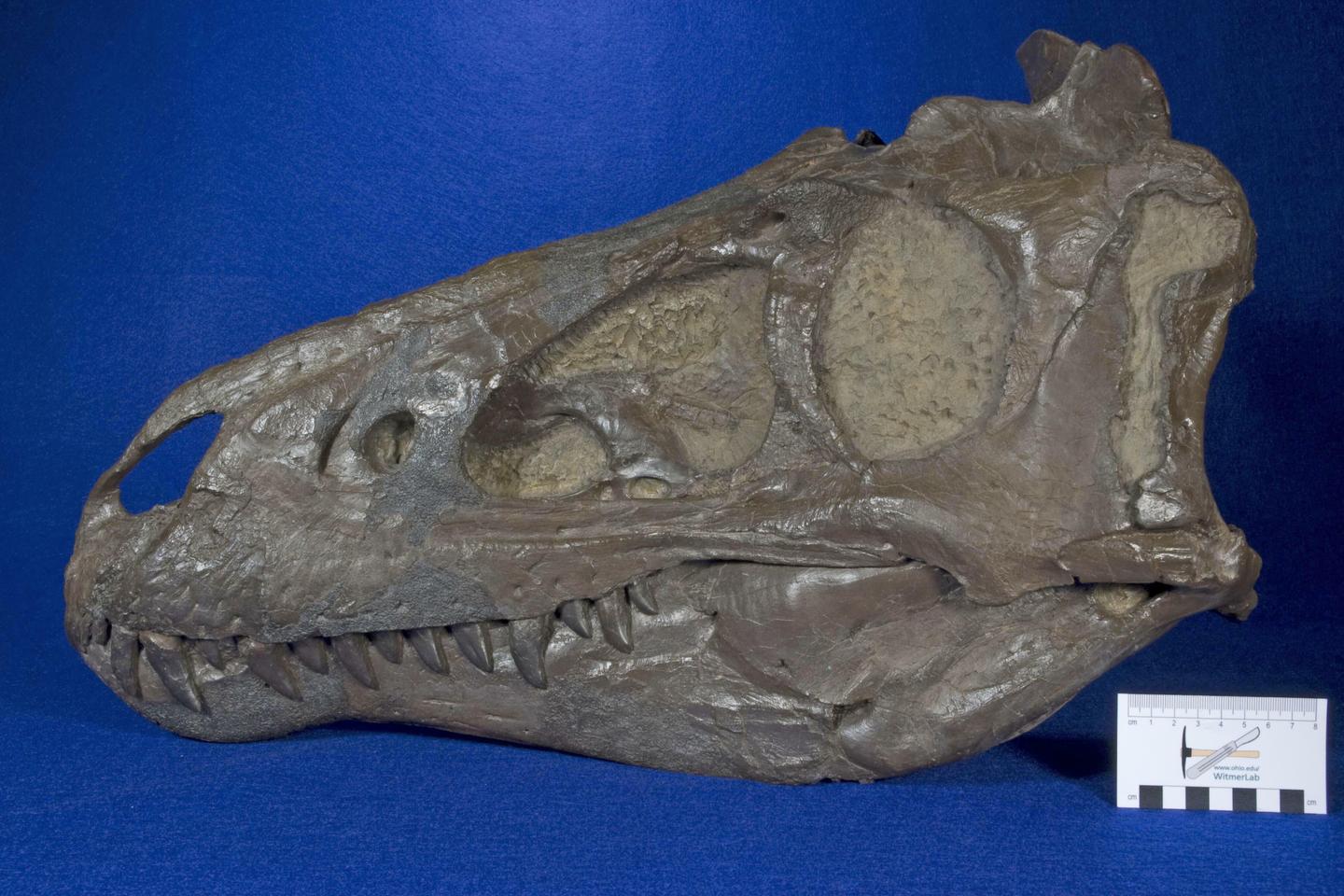 ses ados étaient en fait des adultes d’une autre espèce