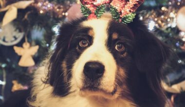 Noël à la SPA de Montpellier : le refuge mise sur un week-end festif pour sauver ses pensionnaires