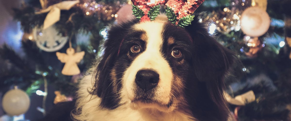 Noël à la SPA de Montpellier : le refuge mise sur un week-end festif pour sauver ses pensionnaires