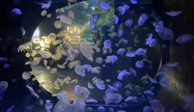 JEU CONCOURS Gagnez vos entrées pour visiter Planet Océan