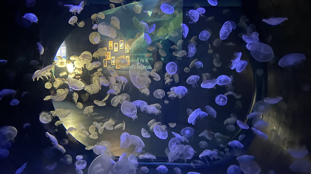 JEU CONCOURS Gagnez vos entrées pour visiter Planet Océan