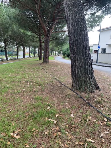 Un branchement sauvage serpente entre les arbres.