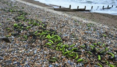 Royaume-Uni: Vague de bananes échouées sur les côtes anglaises