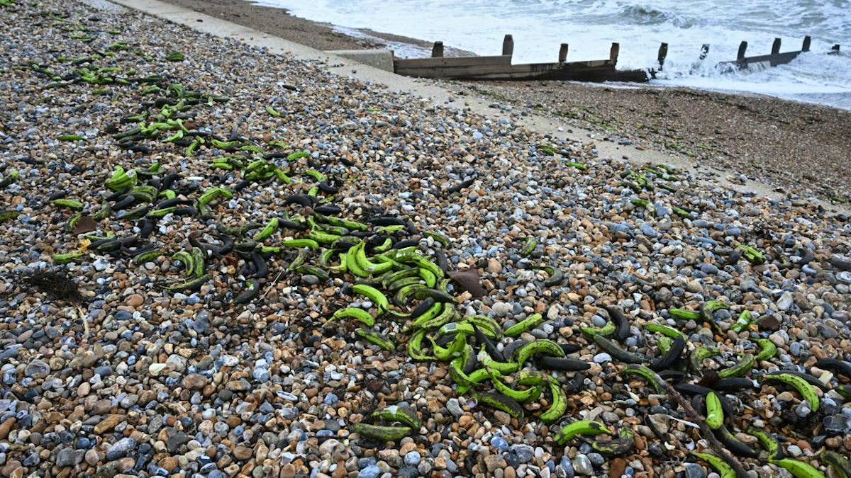 Royaume-Uni: Vague de bananes échouées sur les côtes anglaises
