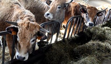 INFO LA DEPECHE. "Ils vont abattre tout le troupeau" : premier cas de dermatose nodulaire en Ariège, plus d’une centaine de bovins concernés