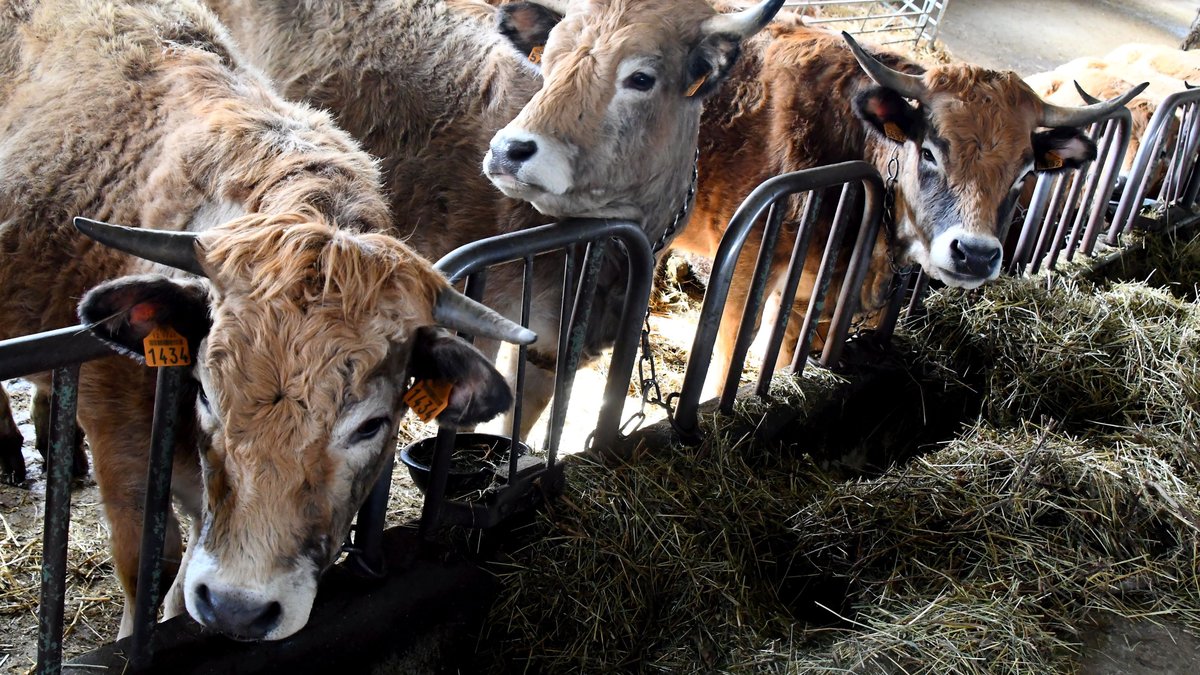 INFO LA DEPECHE. "Ils vont abattre tout le troupeau" : premier cas de dermatose nodulaire en Ariège, plus d’une centaine de bovins concernés