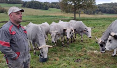 "Un foyer de dermatose nodulaire contagieuse a été confirmé" : un arrêté de déclaration d’infection pour un abattage total du troupeau ?