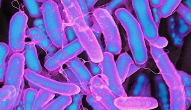 Les maladies d’origine alimentaire en hausse au niveau européen