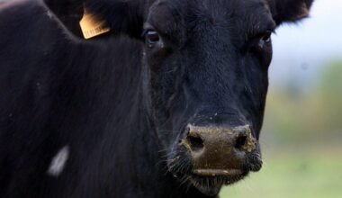 Dermatose nodulaire contagieuse : premier cas détecté dans un élevage en Haute-Garonne
