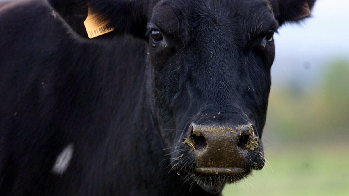 Dermatose nodulaire contagieuse : premier cas détecté dans un élevage en Haute-Garonne