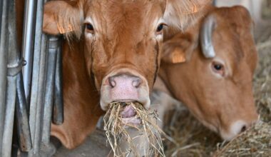 Dermatose nodulaire : "Les animaux ont été nourris"… La dernière des 207 vaches aurait été abattue ce samedi après-midi, une cagnotte lancée