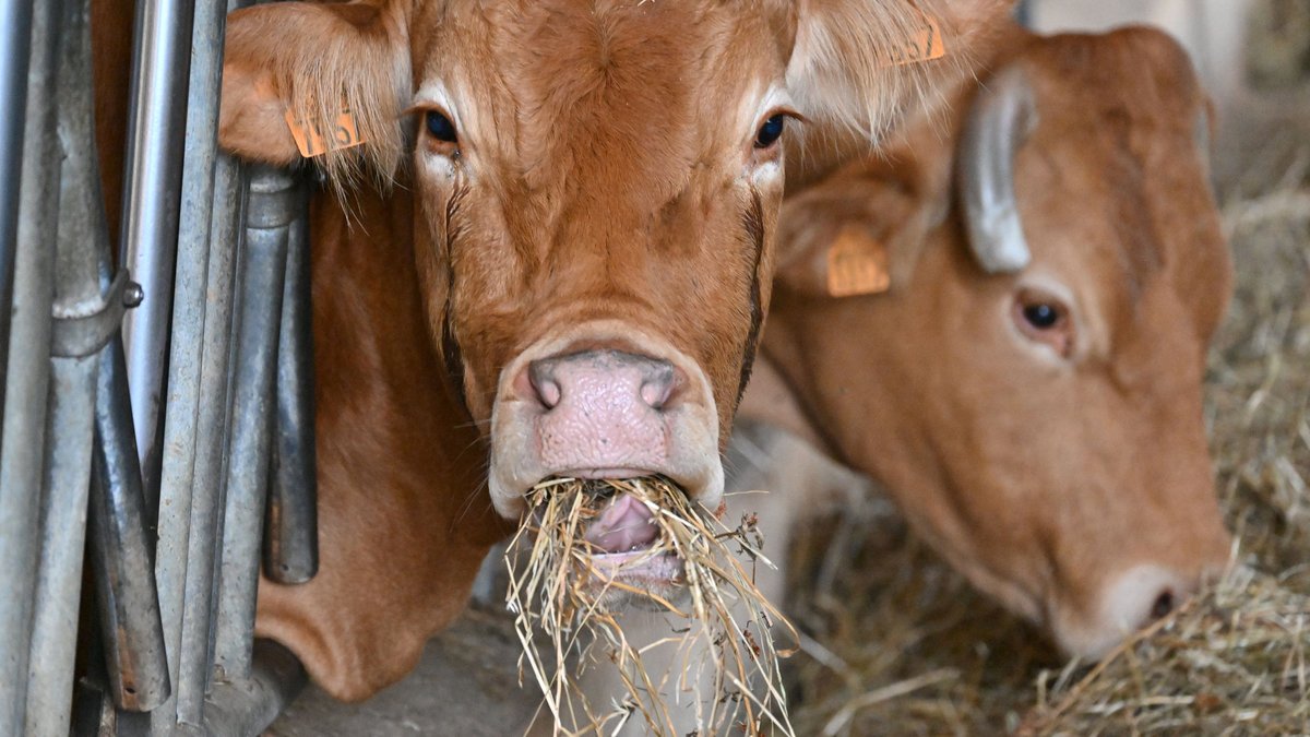 Dermatose nodulaire : "Les animaux ont été nourris"… La dernière des 207 vaches aurait été abattue ce samedi après-midi, une cagnotte lancée
