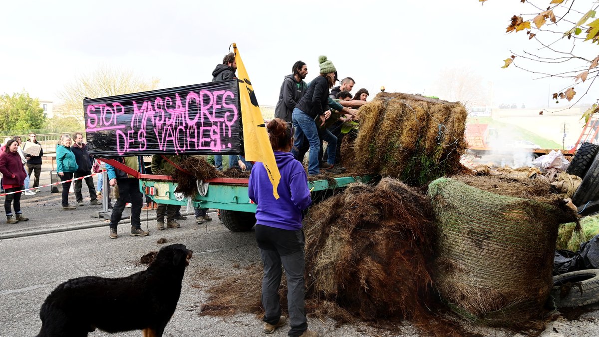 REPLAY. Dermatose nodulaire : barrage filtrant et bouchons sur la RN20, échangeur de l'A61 fermé à Bram... Retour sur cette journée de blocages des agriculteurs dans l'Aude et les Pyrénées-Orientales