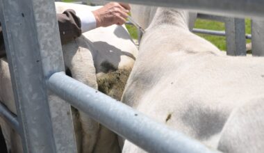 Dermatose nodulaire : des milliers de doses doivent arriver à Toulouse ce jeudi pour accélérer la vaccination