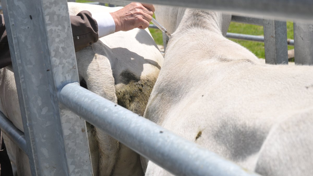 Dermatose nodulaire : des milliers de doses doivent arriver à Toulouse ce jeudi pour accélérer la vaccination