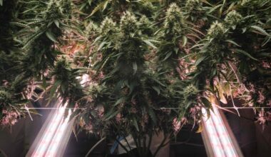 Donald Trump classifie la marijuana en drogue moins dangereuse mais rejette sa dépénalisation fédérale