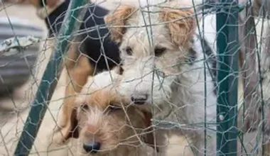 Une capitaine de police à l’honneur d’une grande brocante solidaire à Toulouse