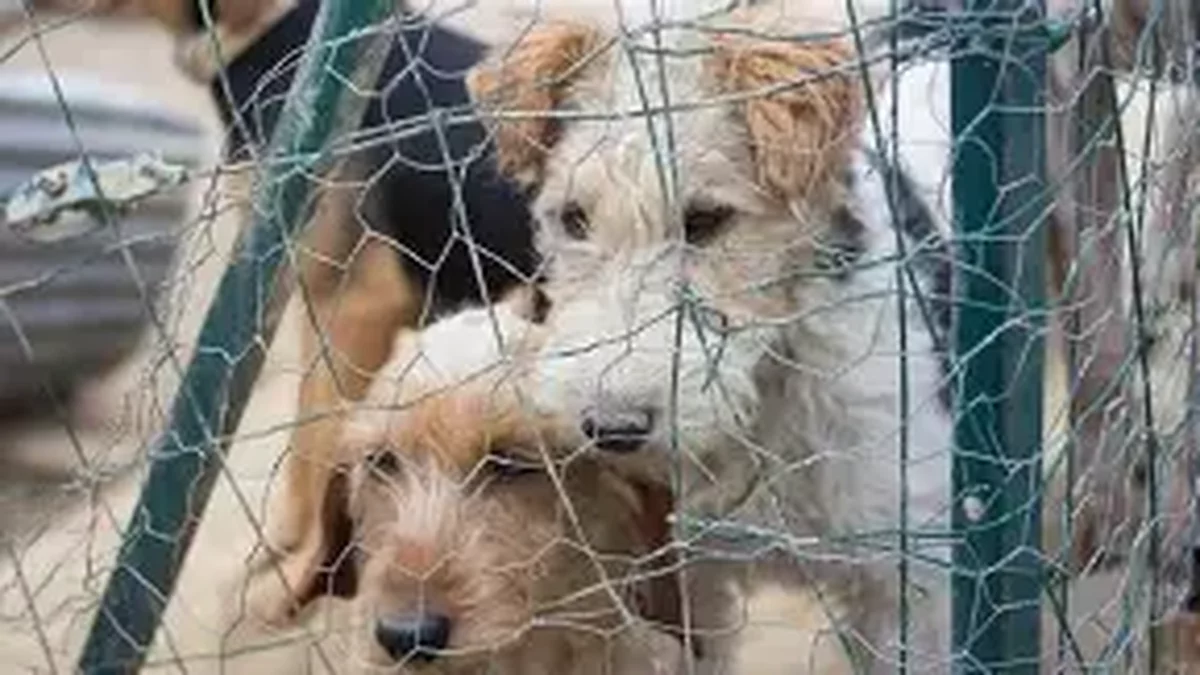 Une capitaine de police à l’honneur d’une grande brocante solidaire à Toulouse