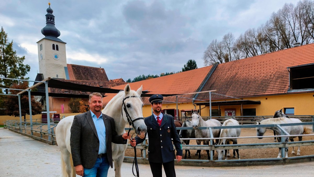 Berceau des lipizzans, c’est dans le haras de Piber que sont élevés les chevaux du spectacle équestre visible en février prochain à Montpellier