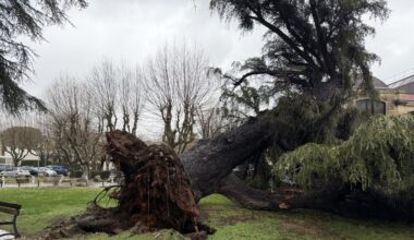 Intempéries à Montpellier : un cèdre impressionnant déraciné dans le parc de l’hôpital Saint-Eloi