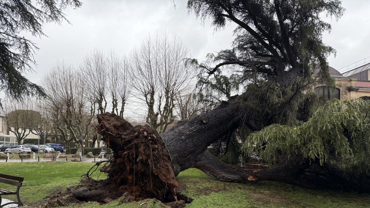 Intempéries à Montpellier : un cèdre impressionnant déraciné dans le parc de l’hôpital Saint-Eloi