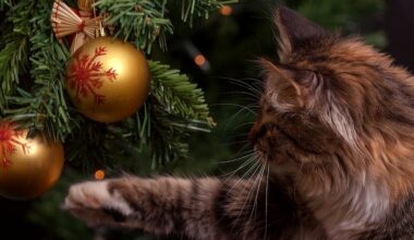 Sortir à Montpellier : Nadal occitan, animations de Noël, zoo… des idées du lundi 22 au jeudi 25 décembre