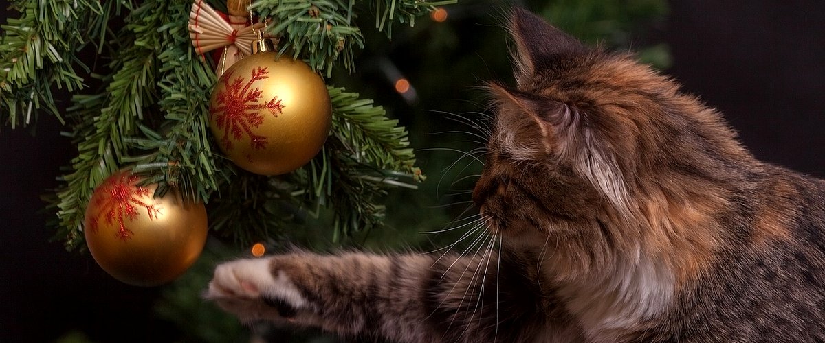 Sortir à Montpellier : Nadal occitan, animations de Noël, zoo… des idées du lundi 22 au jeudi 25 décembre