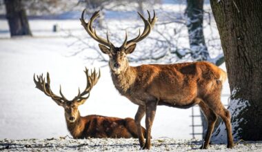 "Ils ne font que tuer" : ses rennes sont dévorés, un éleveur dénonce l’invasion des loups venus de Russie