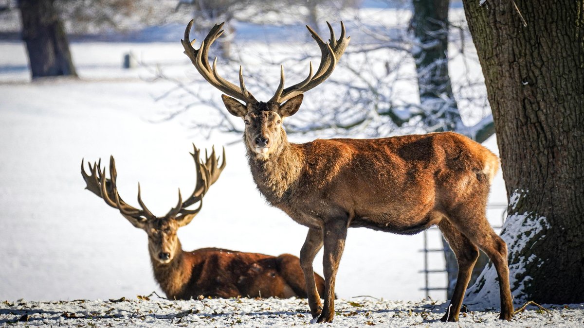 "Ils ne font que tuer" : ses rennes sont dévorés, un éleveur dénonce l’invasion des loups venus de Russie