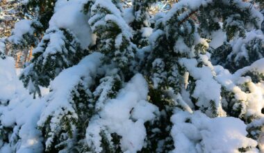 Des flocons attendus à très basse altitude : où va-t-il neiger durant ce réveillon de Noël