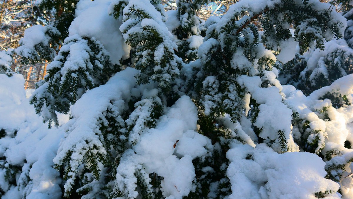 Des flocons attendus à très basse altitude : où va-t-il neiger durant ce réveillon de Noël