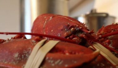 au Royaume-Uni, le gouvernement envisage d'interdire d'ébouillanter les homards vivants