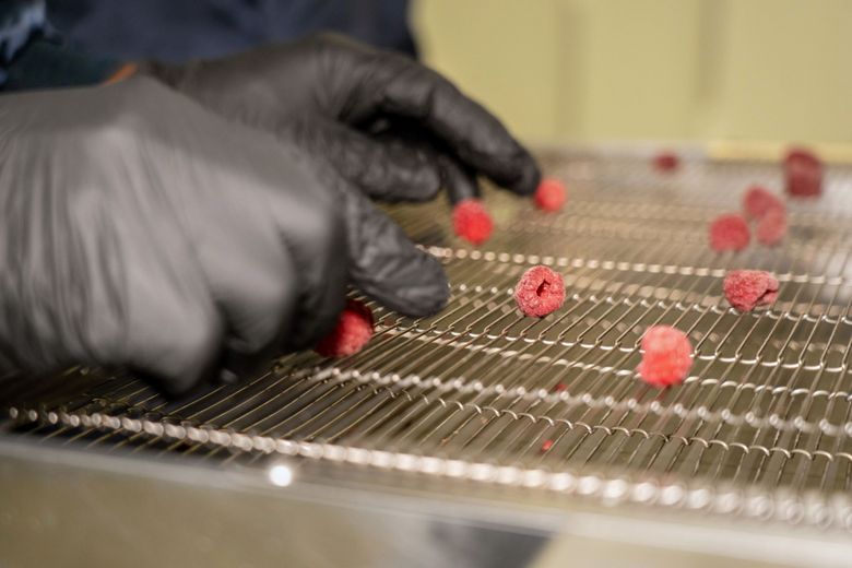 Chaque framboise est disposée à la main avant d’être recouverte de chocolat.