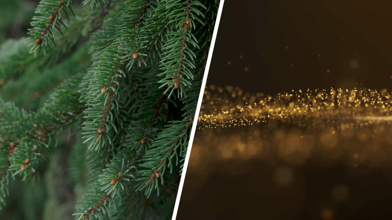 quelle est cette curieuse étude associant des bactéries à la présence de nanoparticules d'or dans des aiguilles de sapin ?