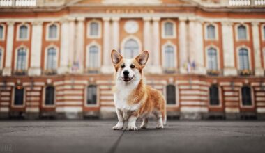 "Pour créer du lien et apaiser le climat scolaire" : Virgule, une chienne Corgi, s’apprête à intégrer l’équipe pédagogique d’un collège