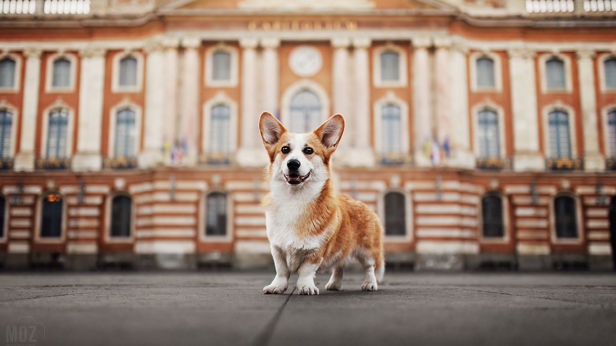 "Pour créer du lien et apaiser le climat scolaire" : Virgule, une chienne Corgi, s’apprête à intégrer l’équipe pédagogique d’un collège