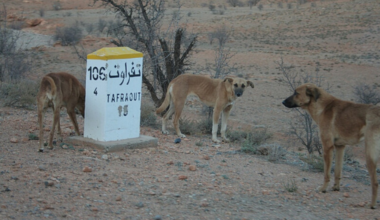 Un décès dû à la rage en France après une exposition au Maroc