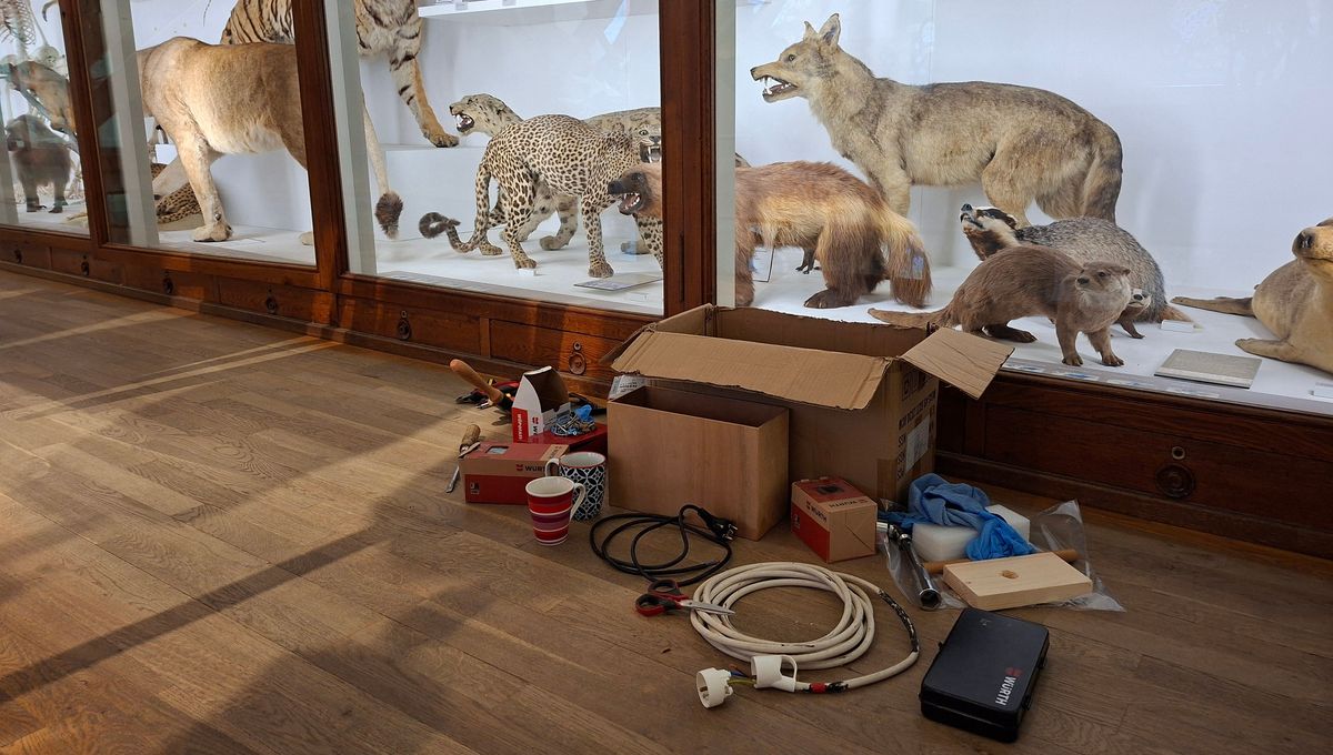 "Un travail minutieux" : le Museum d'histoire naturelle de Nantes prépare le déménagement de ses collections