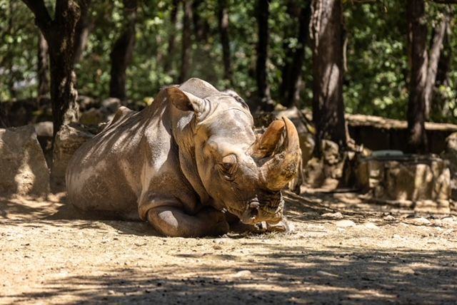 Elle était la doyenne française des rhinocéros blancs.