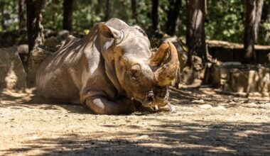 Margot, la femelle rhinocéros blanc la plus âgée de France, est morte à 43 ans près de Toulouse