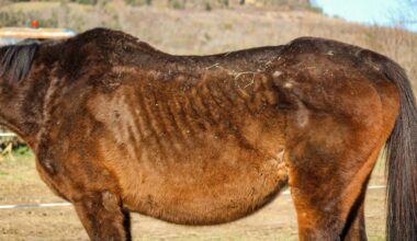 une propriétaire condamnée pour abandon et mauvais traitement sur ses animaux