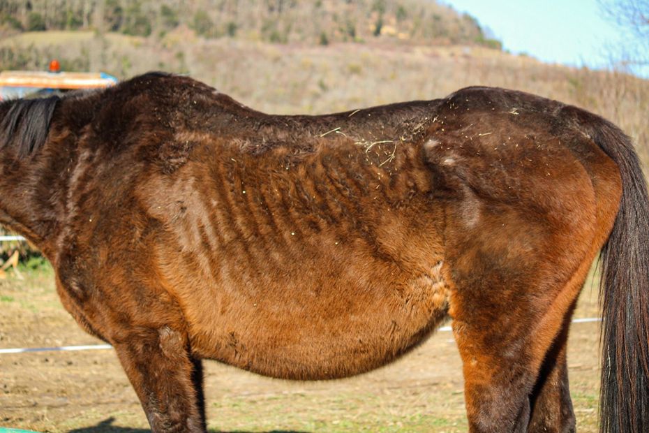 une propriétaire condamnée pour abandon et mauvais traitement sur ses animaux