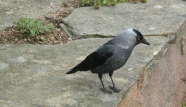Les agriculteurs des Côtes-d'Armor et du Finistère de nouveau désarmés face au choucas des tours