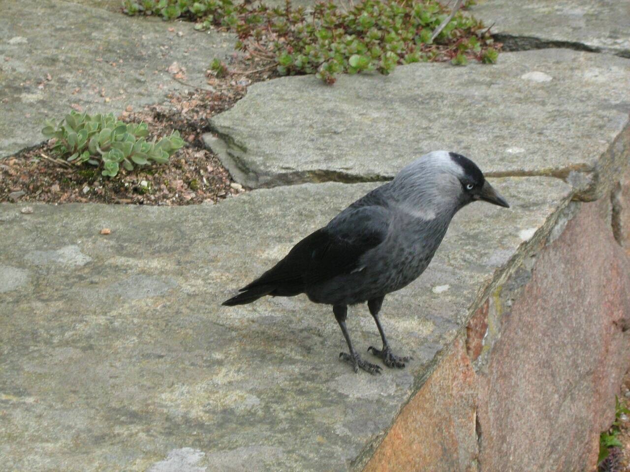Les agriculteurs des Côtes-d'Armor et du Finistère de nouveau désarmés face au choucas des tours