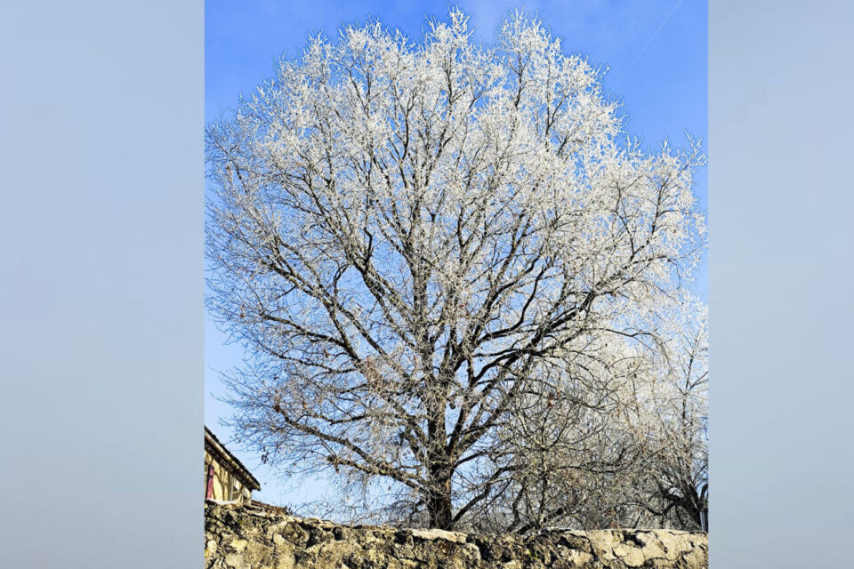 Avec des températures négatives relevées à l'aube, en Gironde, la campagne s'est transformée en véritable carte postale.