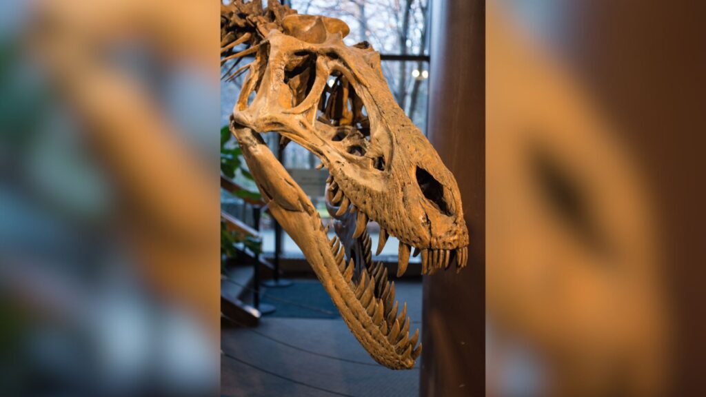 Crâne du Nannotyrannus Jane, au musée d'histoire naturelle de Cleveland // Source : Flickr -Tim Evanson (2014-12-26)