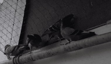 filet anti-pigeons dans un immeuble RATP Habitat, l'inquiétude d'un collectif de défense des animaux