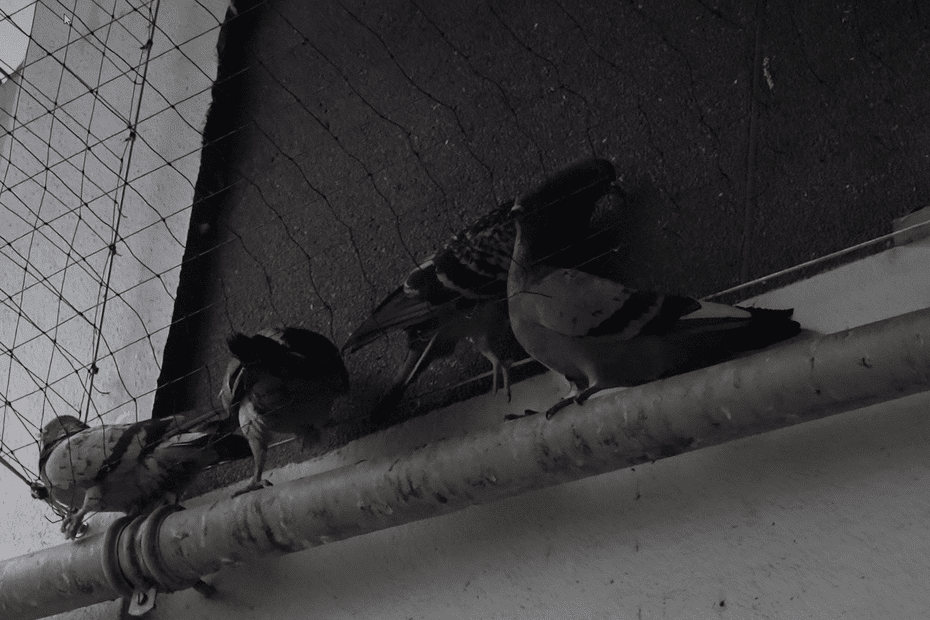 filet anti-pigeons dans un immeuble RATP Habitat, l'inquiétude d'un collectif de défense des animaux